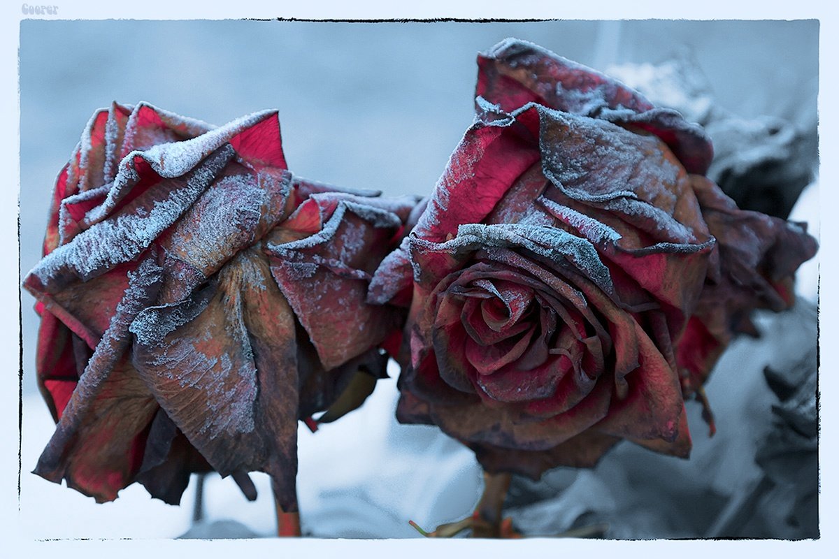 Увядшие розы - Александр 