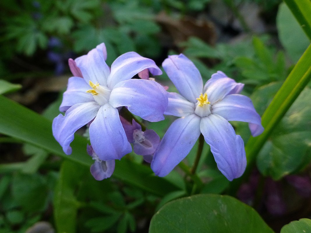 Голубые цветики весны - Лидия Бусурина