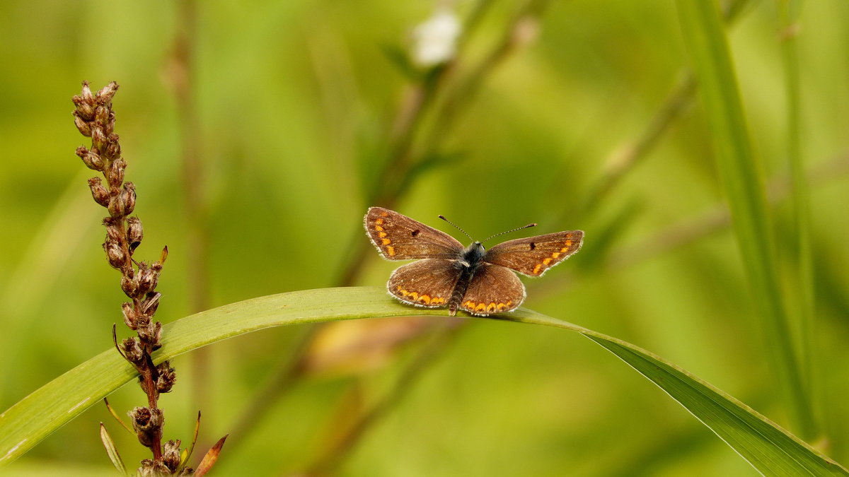 коричневые бабочки 2 - Александр Прокудин