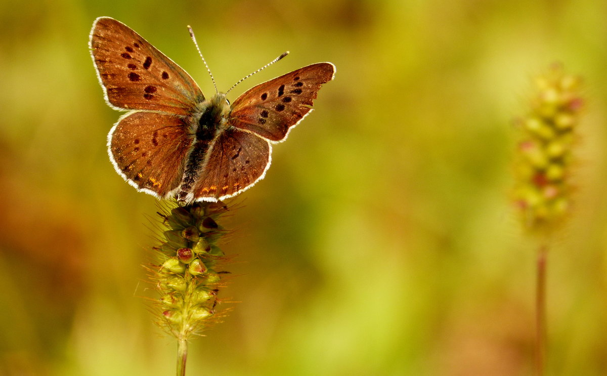 коричневые бабочки 5 - Александр Прокудин