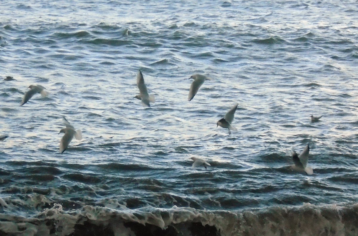 чайки над морем - ольга хакимова