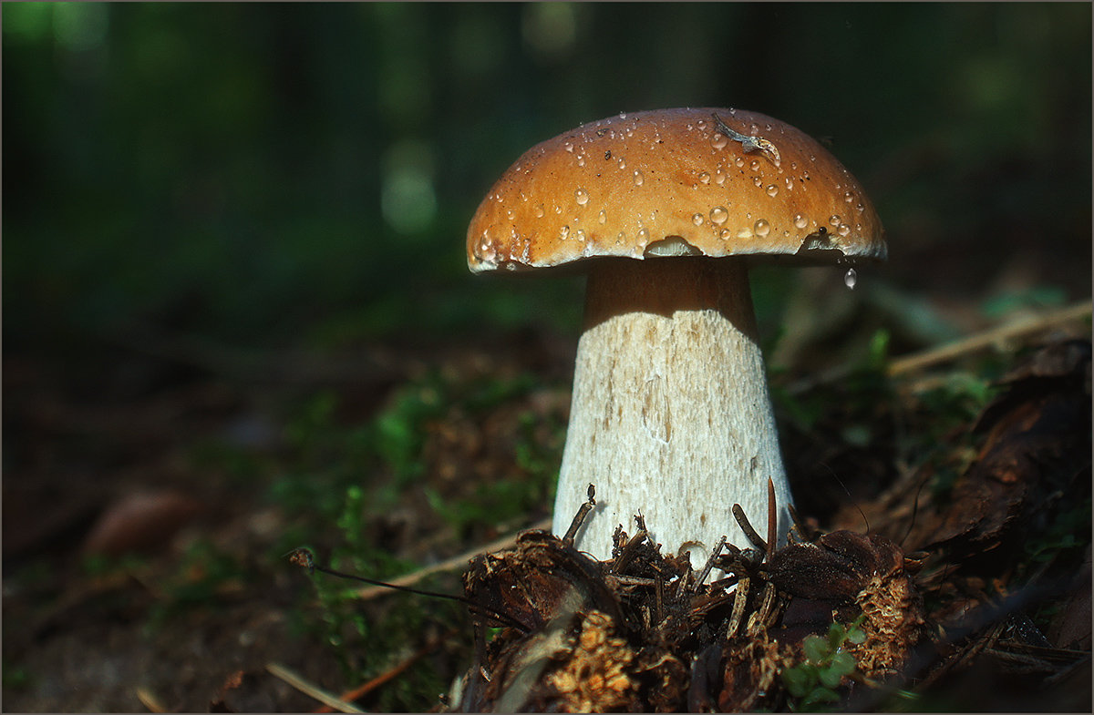 Boletus - OLEG SCH 