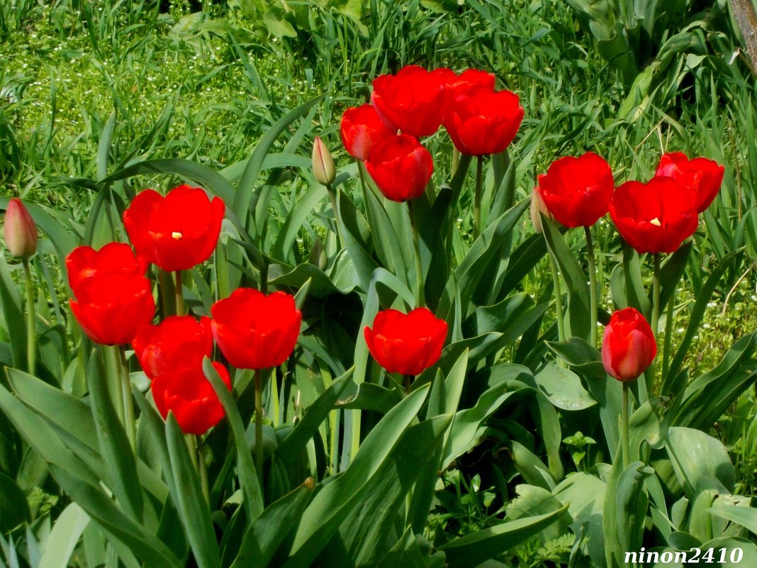 Расцветают тюльпаны - Нина Бутко