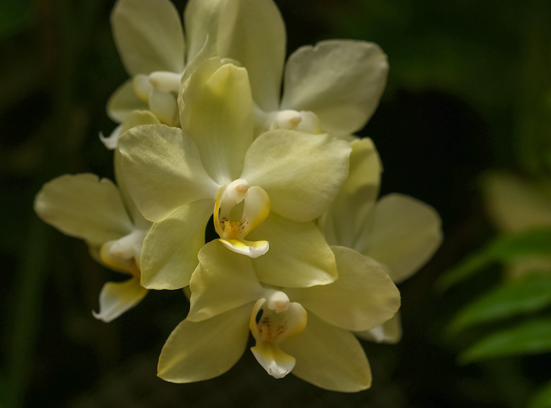 Жёлтая орхидея - Светлана Карнаух