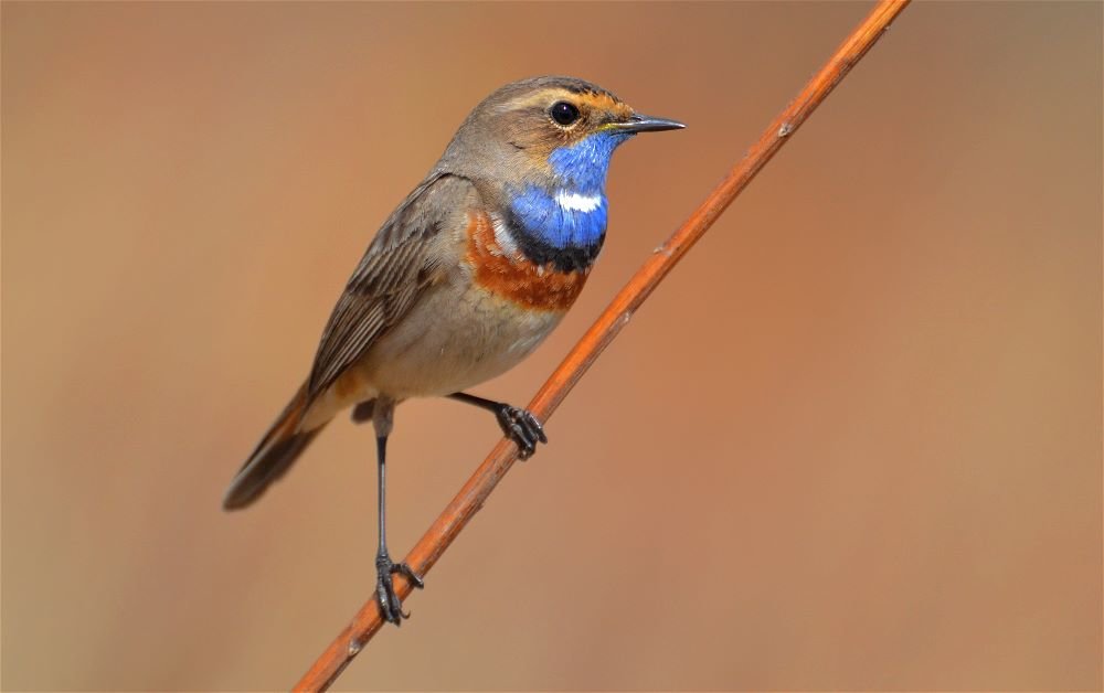 Варакушка(Luscinia svecica) - Иван 