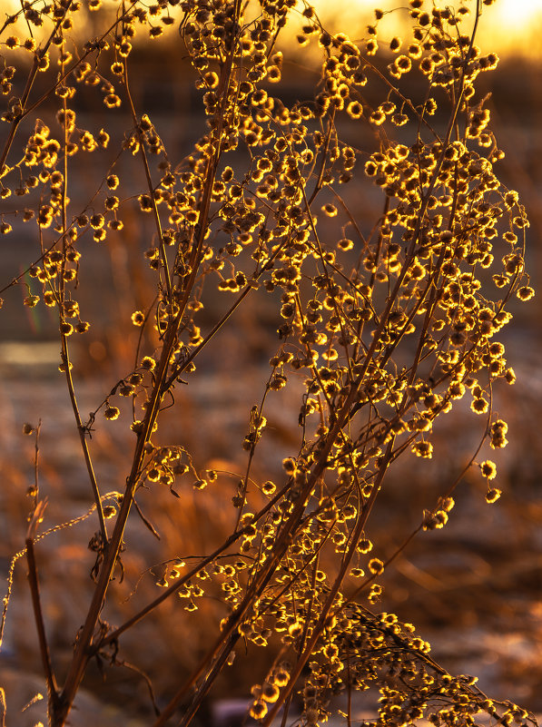 Цветы зимнего заката - юрий Амосов