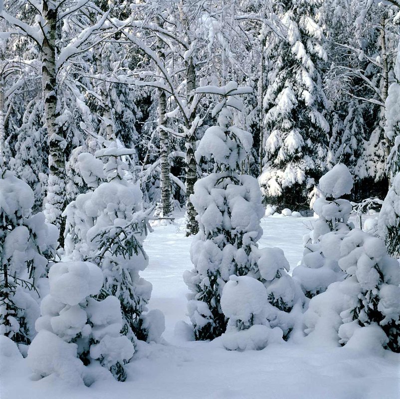 Снежный январь - Сергей Курников