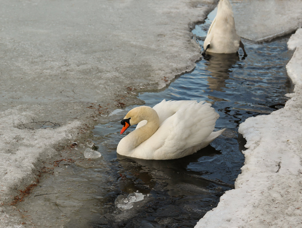 А , белый лебедь на пруду ... - skijumper Иванов
