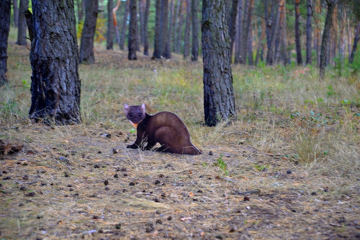 Картинки в лесу - Сеня Белгородский