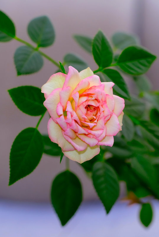 Домашняя роза - Илья 