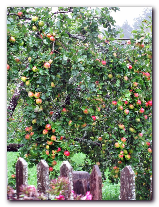 Яблоня под дождем - Наталья 