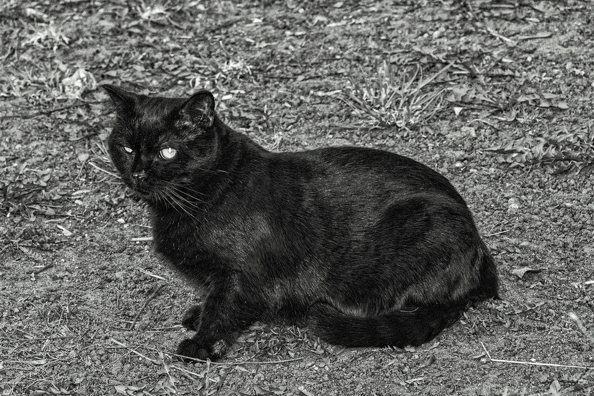 Зачем чёрному коту цветная фотография ? - Анатолий. Chesnavik.