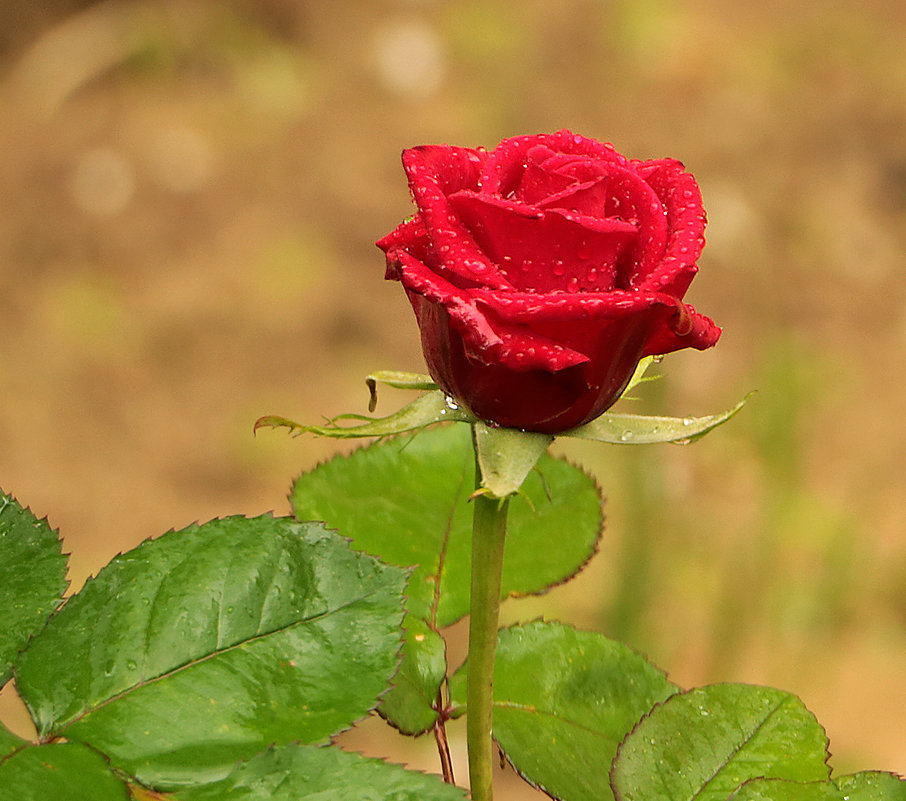 Весенняя роза - Светлана 