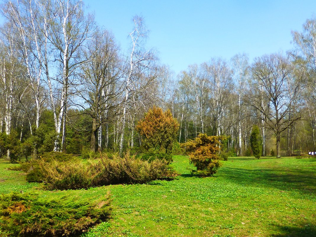 Весенний пейзаж Ботанического сада - Лидия Бусурина