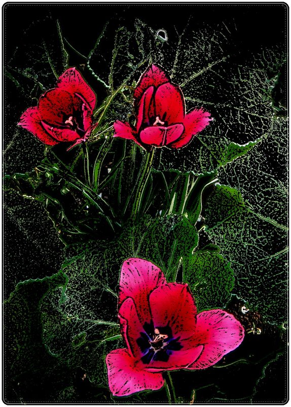 Тюльпаны - Нина Корешкова