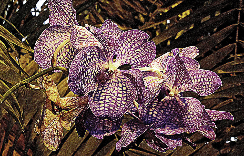 Изь царства орхидей - Nikolay Monahov