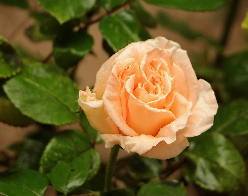 Кремовая роза - Светлана 
