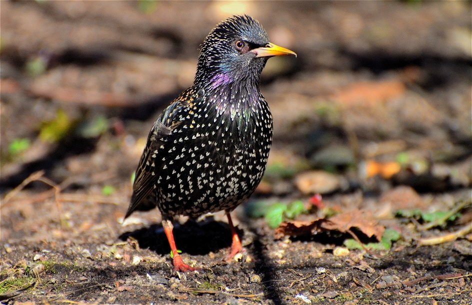 Обыкновенный скворец(Sturnus vulgaris) - Иван 