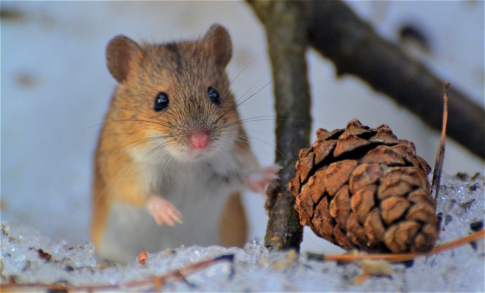 Полевая мышь(Apodemus agrarius) - Иван 