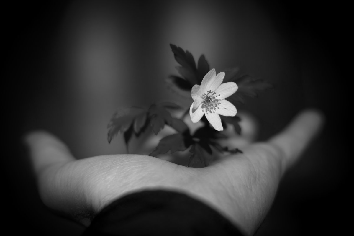 Рука с цветком черно белая