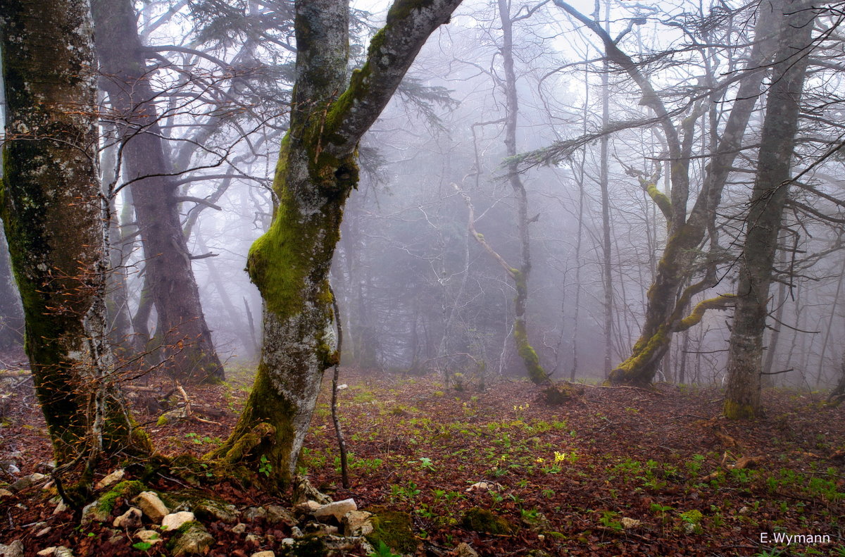 весенний лес, окутанный туманом - Elena Wymann