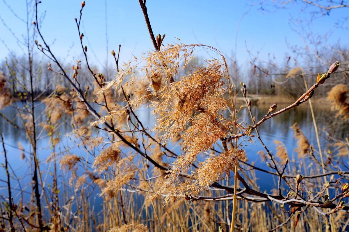 растительность у озера - Александр Прокудин