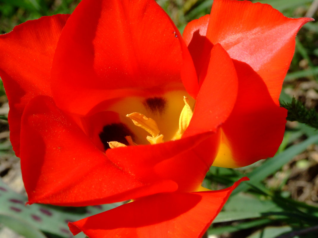 А на склонах растут такие  дикие тюльпаны Грейга - IRINA_RU 