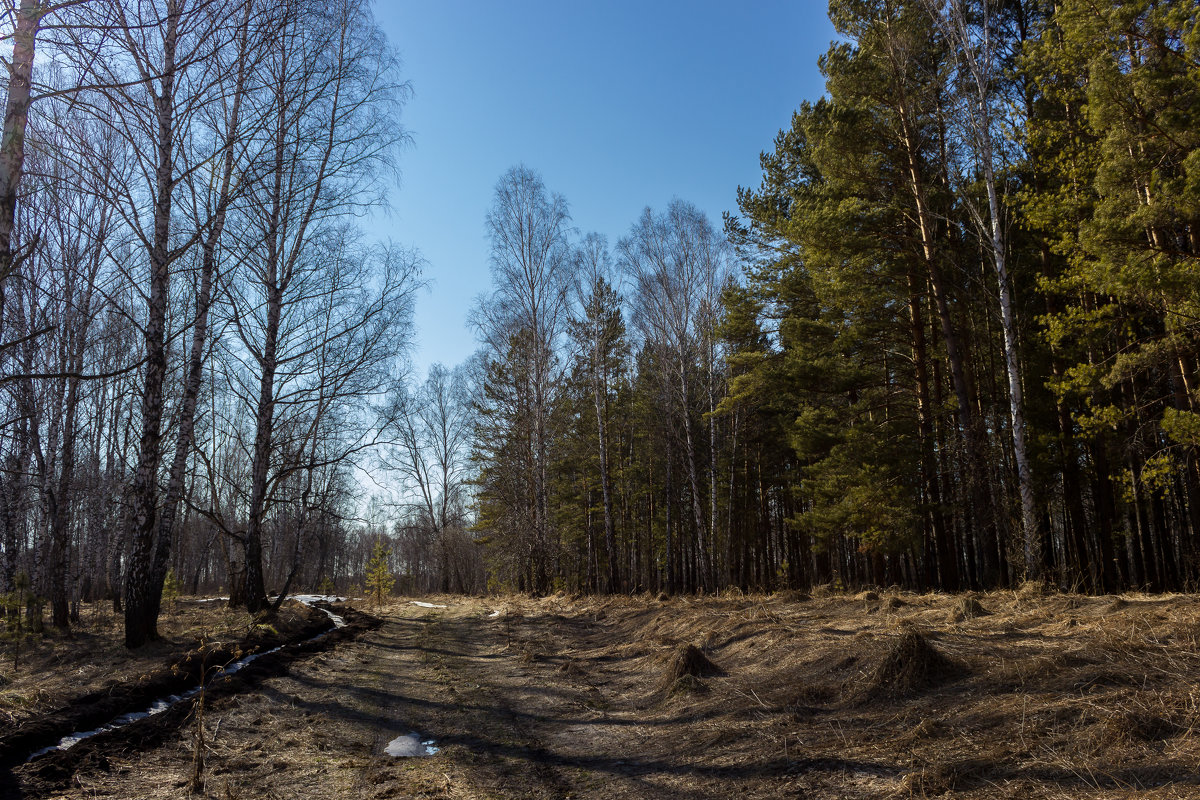 В весеннем лесу - Сергей Борисович 