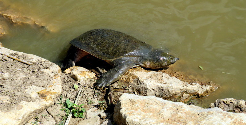 Мягко панцирная черепаха - Герович Лилия 