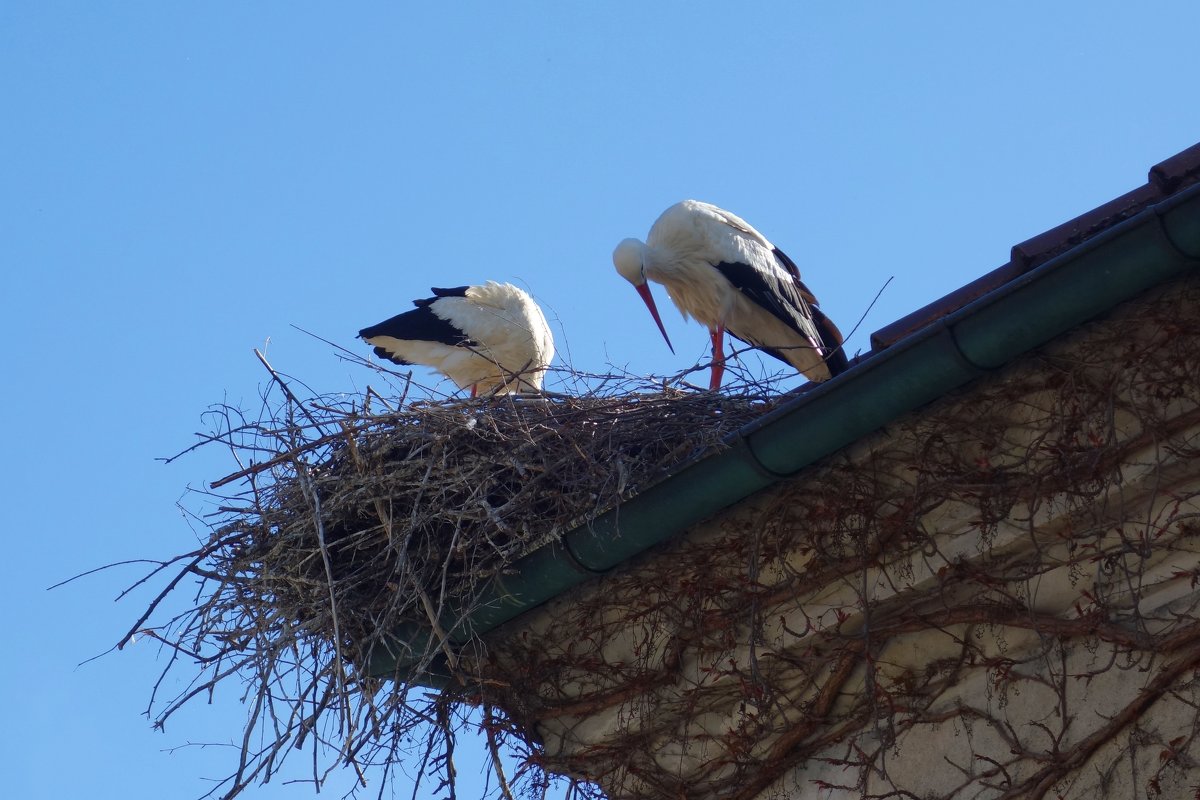"...Аист на крыше Гнездо для любимой Свил по весне..." - Galina Dzubina