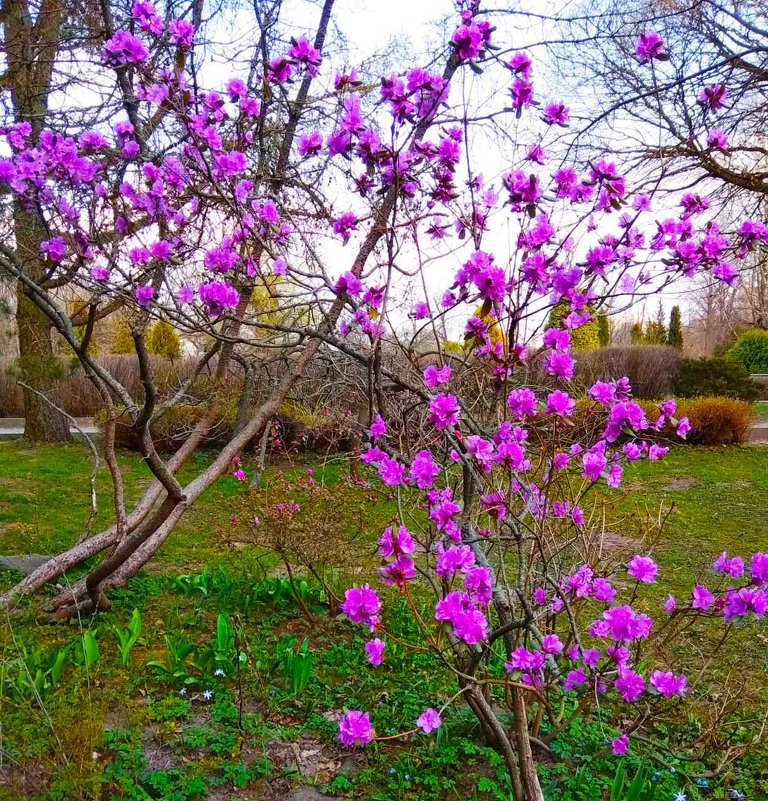 Весна в Ботаническом - Галина Бобкина