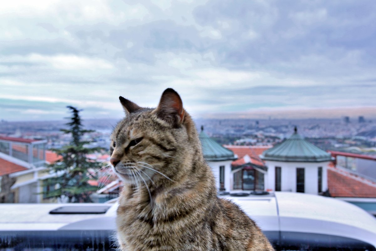 Стамбул. Кот за окном. - Николай Коротких