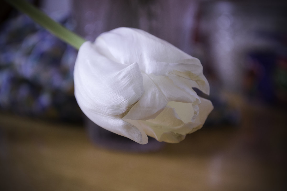 Белый тюльпан - Сергей Гроза