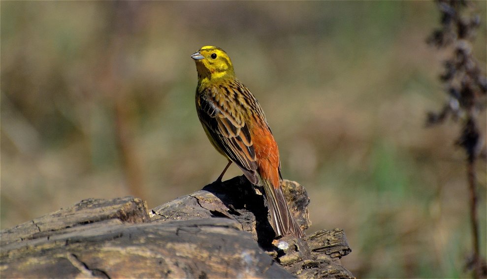 Обыкновенная овсянка (Emberiza citrinella) - Иван 