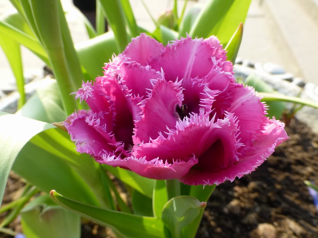 Бахромчатый тюльпан: «кристаллы инея» на лепестках - Лидия Бусурина