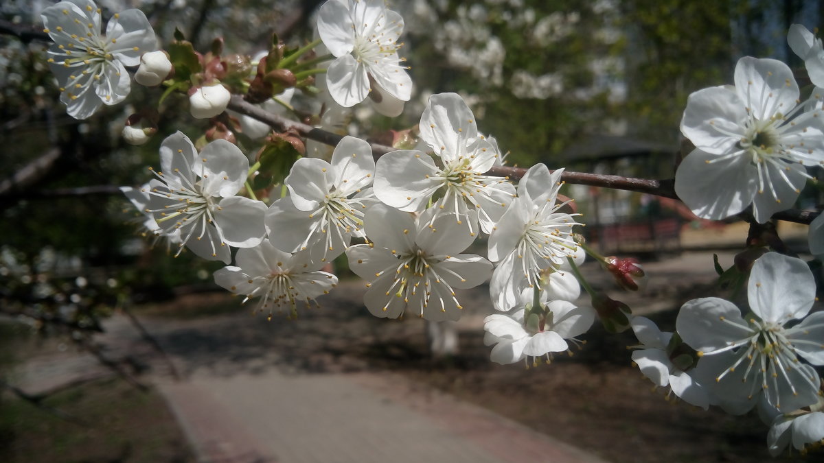 Весна цветет - Сергей Тимоновский