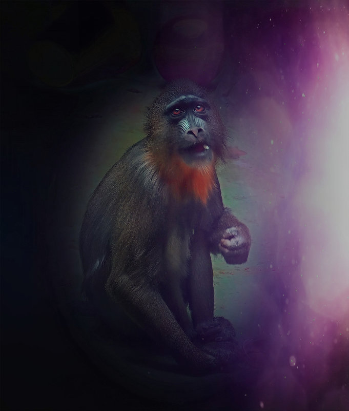 Взгляд с планеты обезьян - Мила Раменская (Забота)