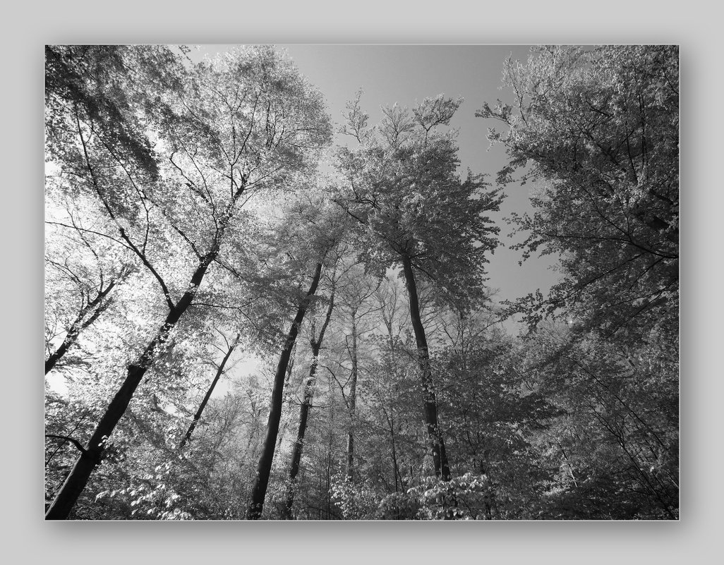 серебряный лес - Heinz Thorns