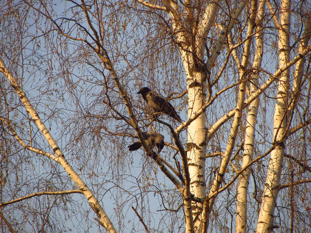 Ворона весной - Андрей Лукьянов
