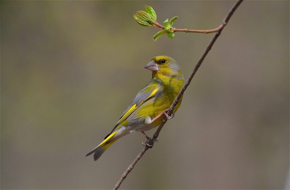 Обыкновенная зеленушка(Carduelis chloris) - Иван 