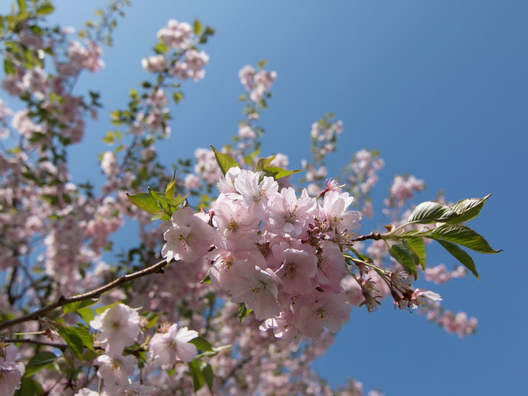 さくら  Sakura - Геннадий Порохов