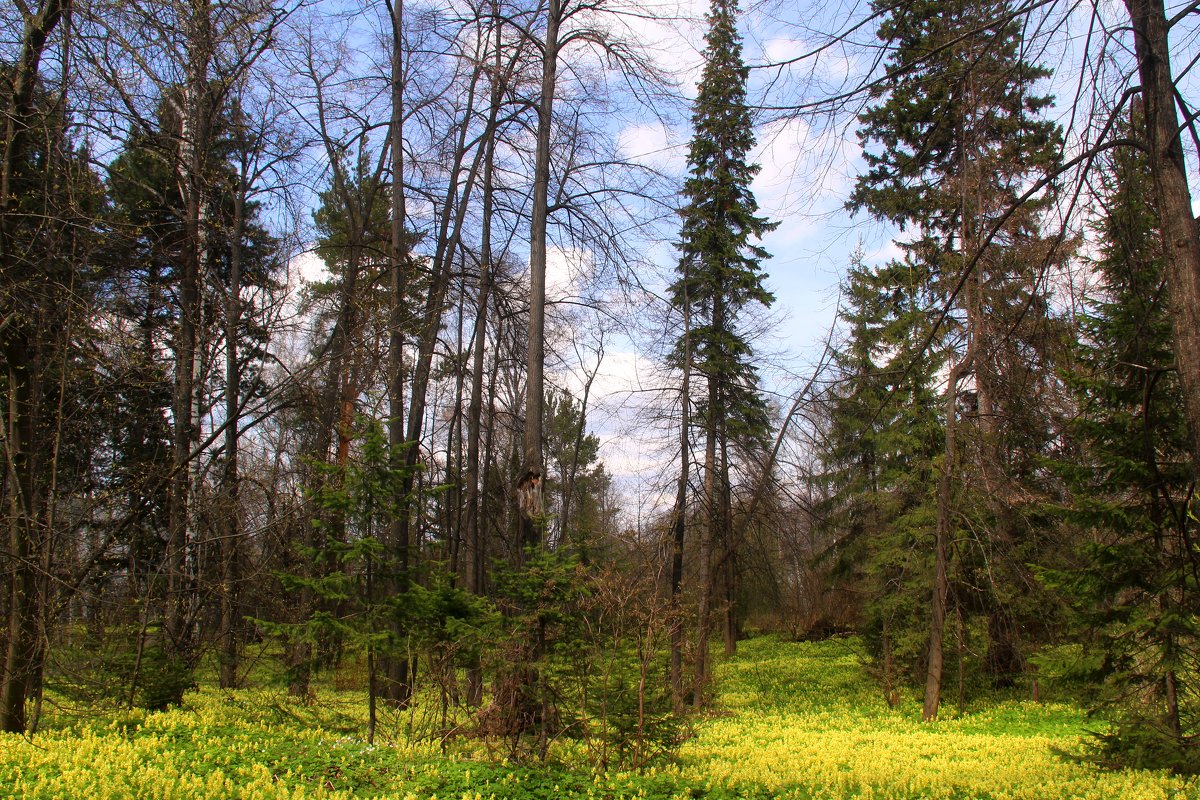 В весеннем лесу - владимир тимошенко 