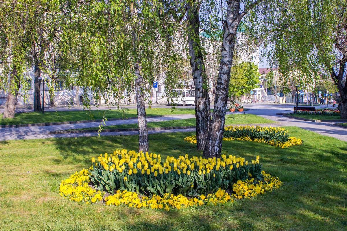 городские цветы IMG_3889 - Олег Петрушин