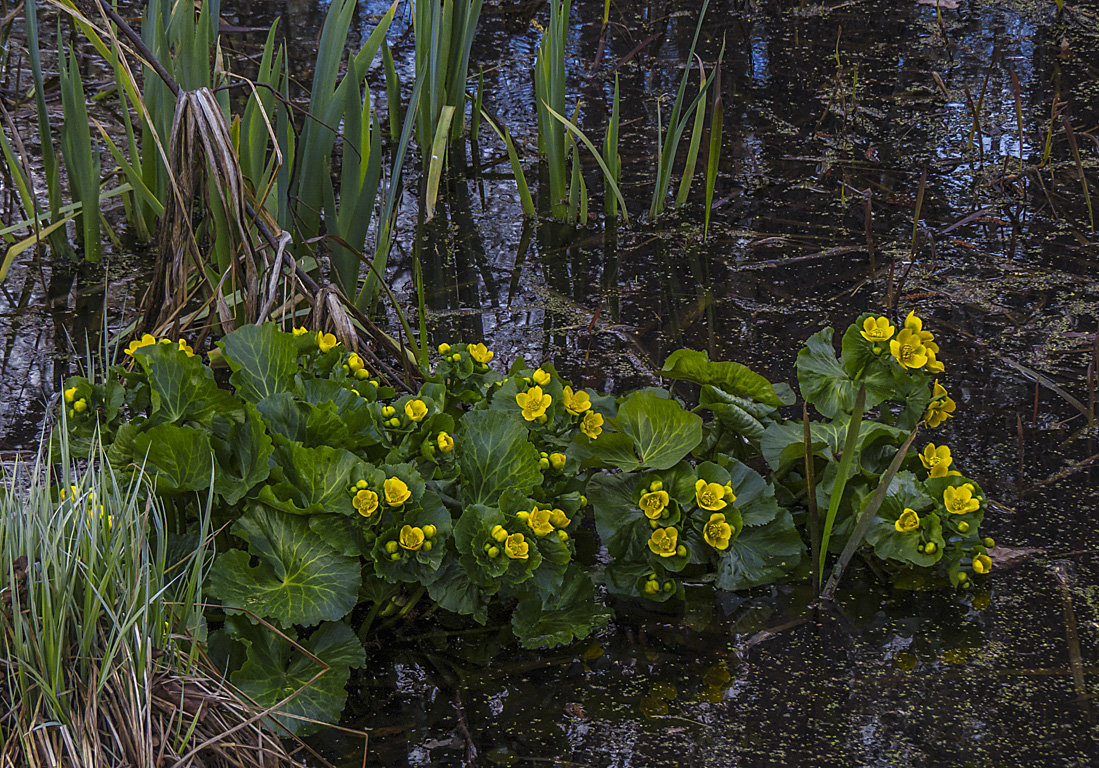 И на нашем болоте расцвели цветы - Сергей Цветков
