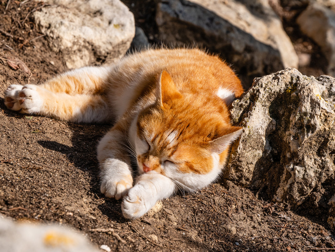 Кот живущий в горах* - Андрей Козлов