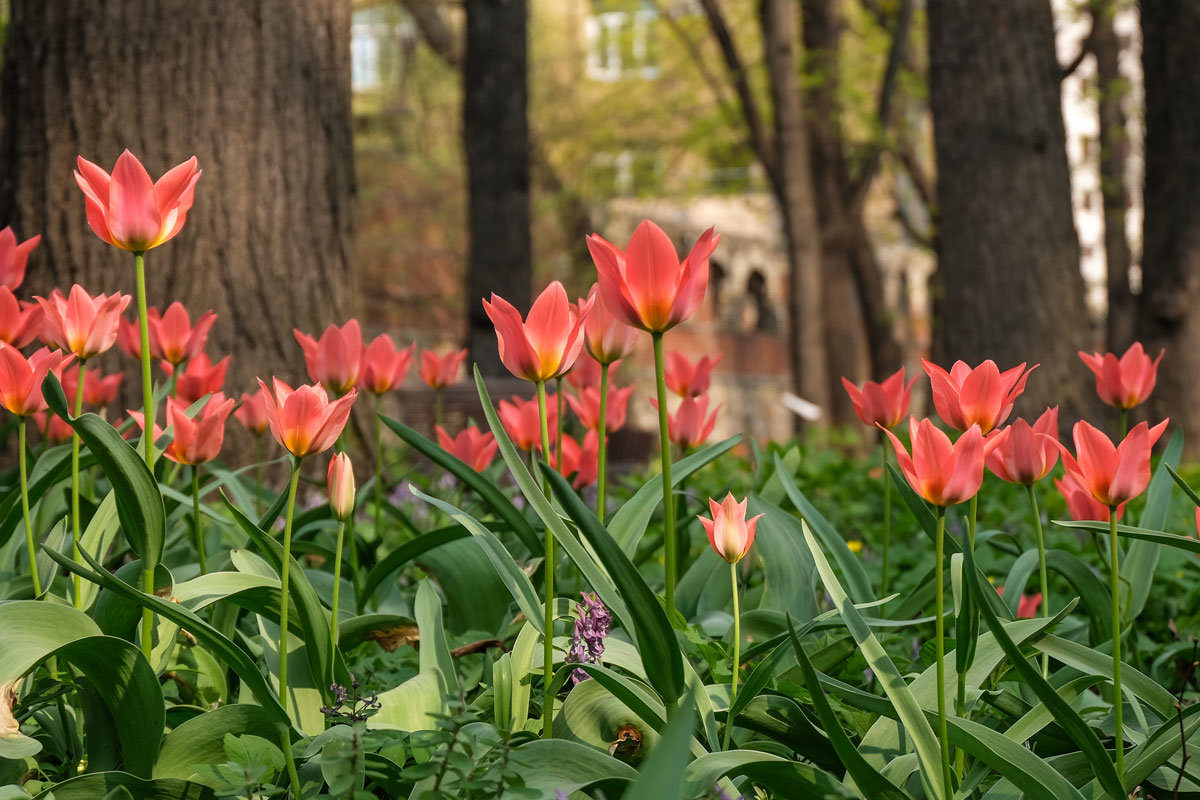 Москва. Аптекарский огород ( 27.04.2019). - Надежда Лаптева