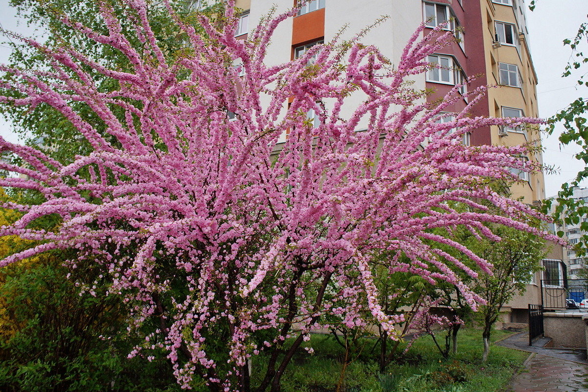 Розовое чудо - Сеня Белгородский