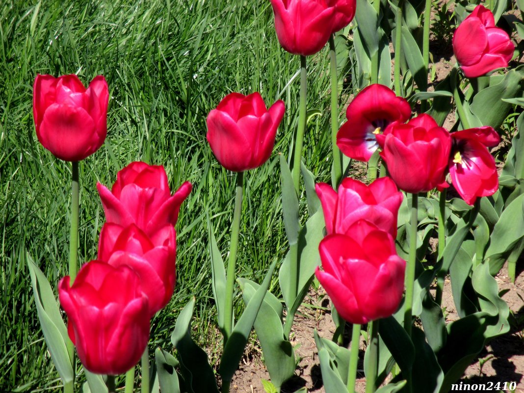 Апрельские тюльпаны - Нина Бутко