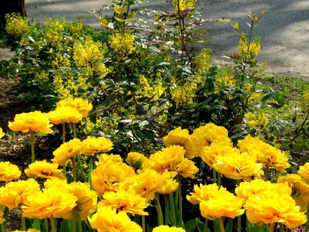 Весна в жёлтых тонах... - Тамара (st.tamara)