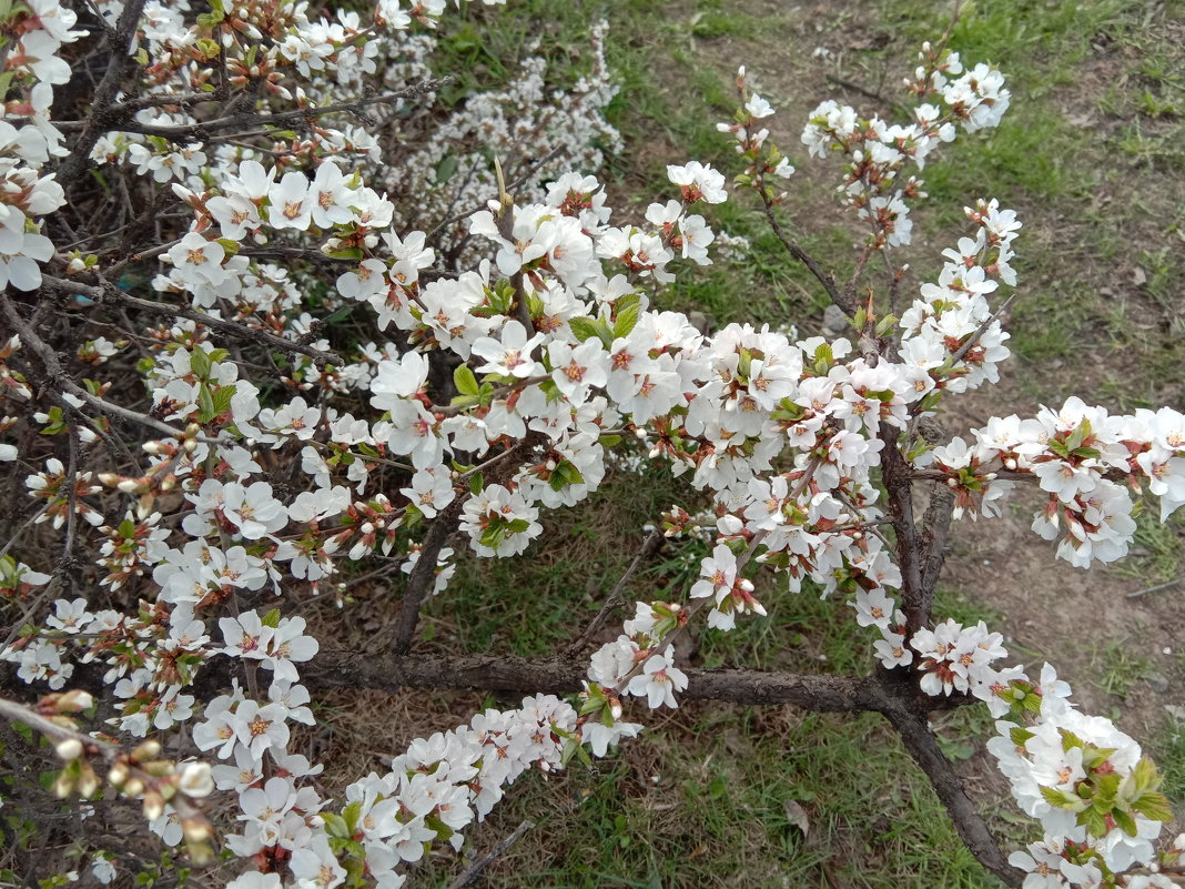Апрельское цветение - Tarka 